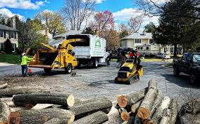 Professional Tree Services in Parker, CO