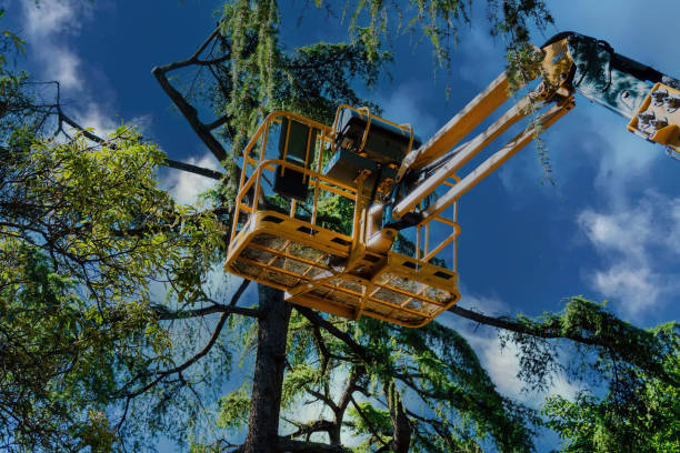 How Our Tree Care Process Works  in  Parker, CO